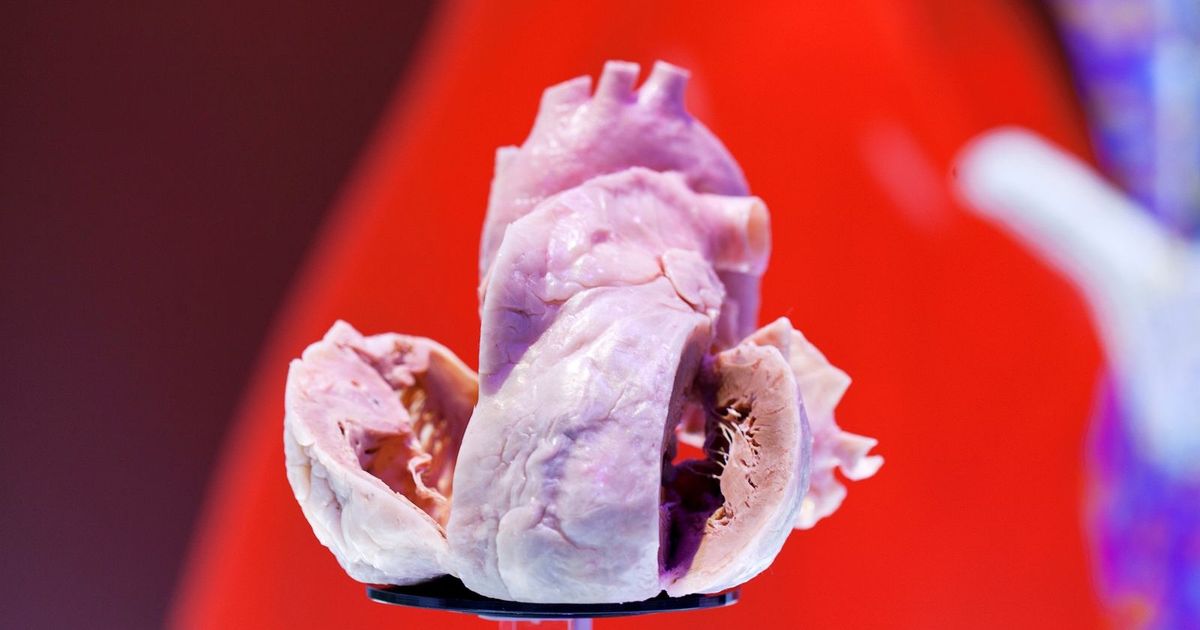 Calculation of the age of the heart. A test reveals the hidden health