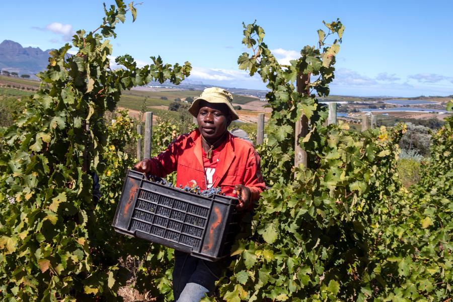 US Tariffs Threaten 35,000 Citrus Jobs in South Africa, Farmers Say – ryan