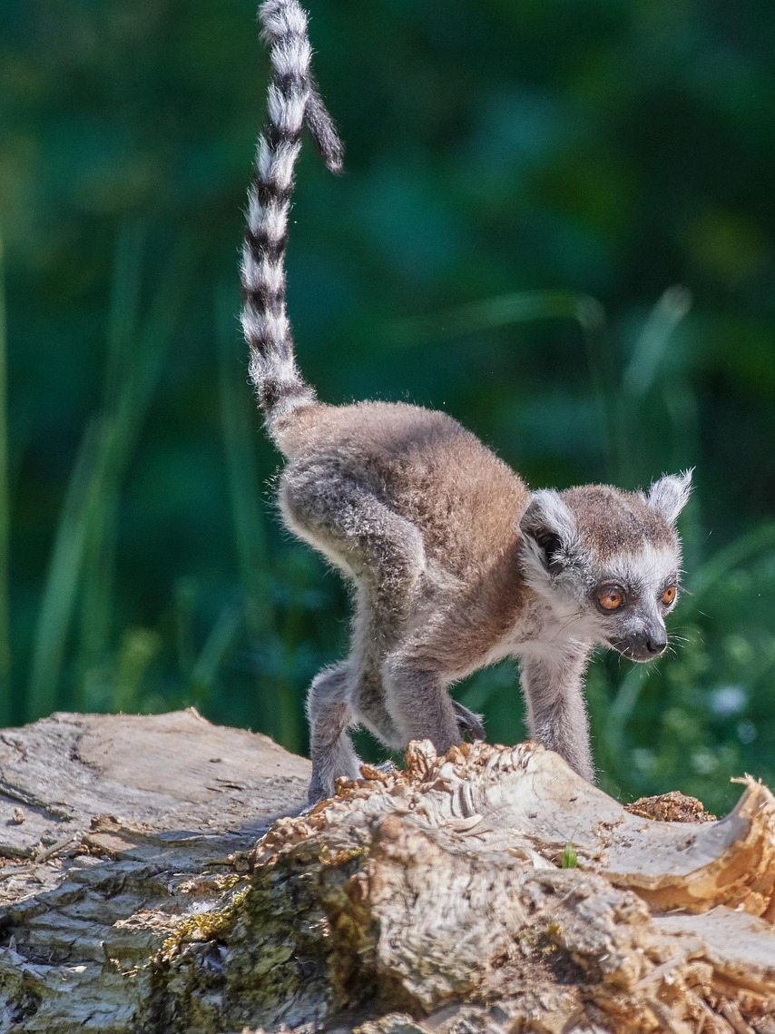 Why do animals have tails?