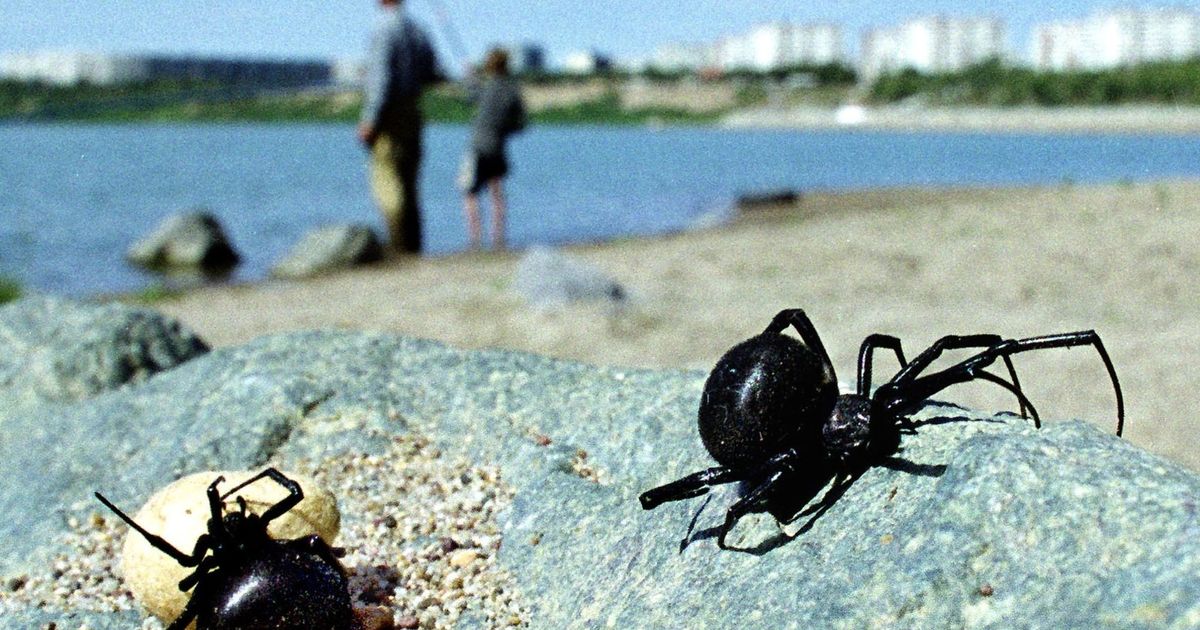 Tips for preventing “sometimes deadly spiders”
