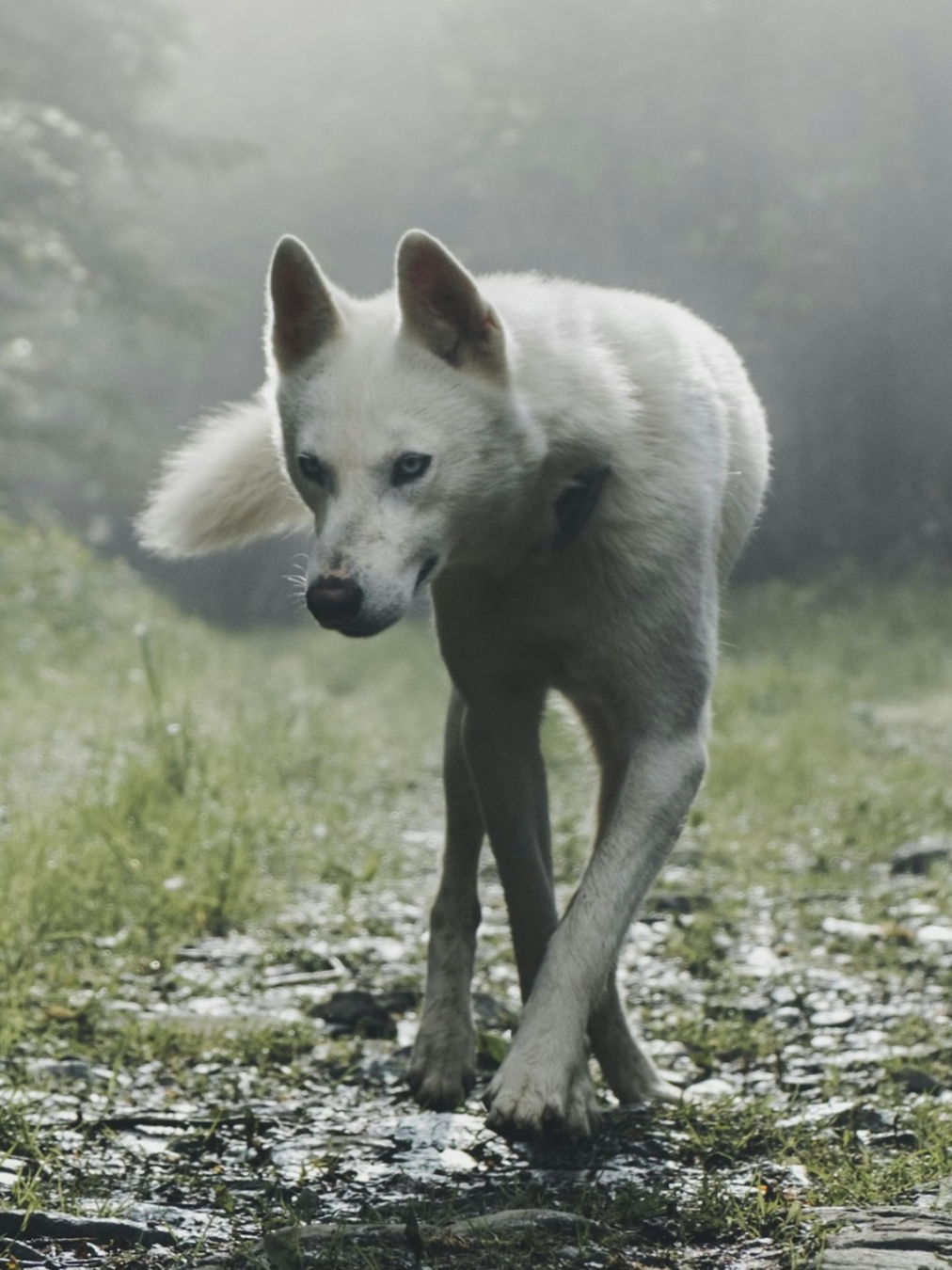 Pet wild ancestors