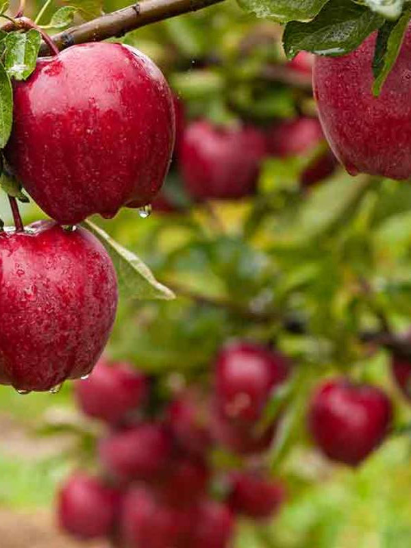 India’s top 8 states in fruit production