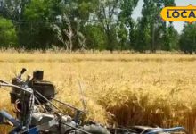 Bring this machine on subsidy, the left hand will become wheat crop