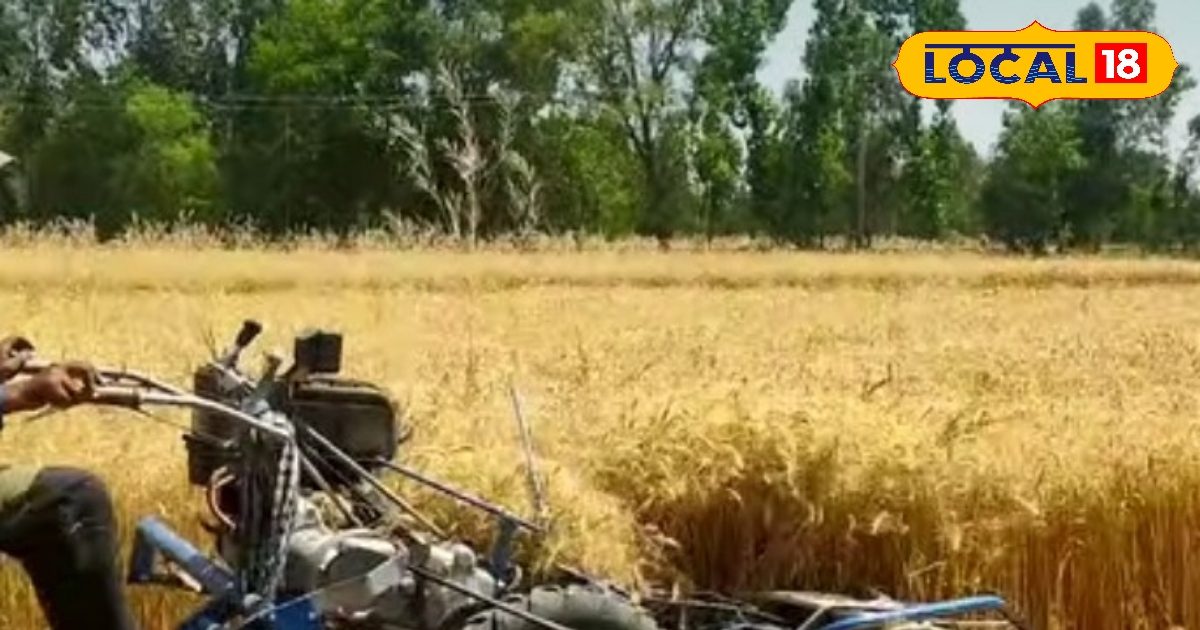 Bring this machine on subsidy, the left hand will become wheat crop
