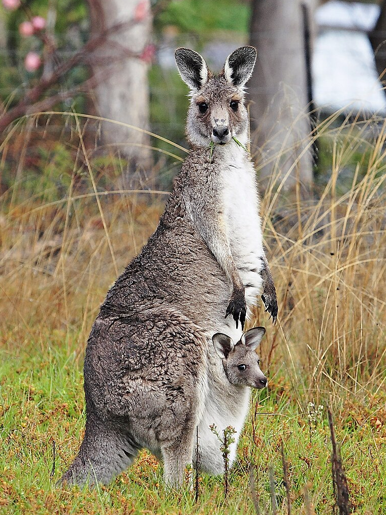 These 10 animals run like humans
