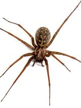10 species of household spiders