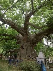 5 Divine trees that meet every wish