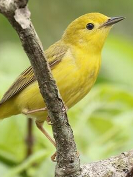 10 birds singing sweet songs
