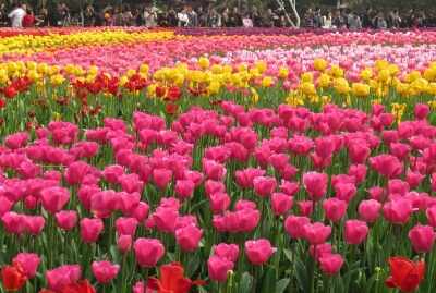 Millions of tulip boats will be installed in Delhi before the G-20 Summit!