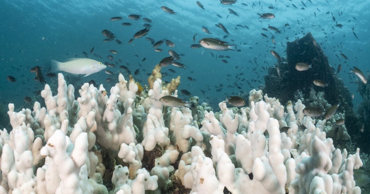 What does the sound of coral reefs look like while dying? Artificial intelligence answers