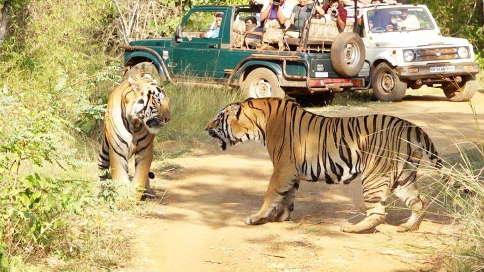 Running Forest in Ranthambore! In the viral video you will also decide to visit the world’s exciting journey