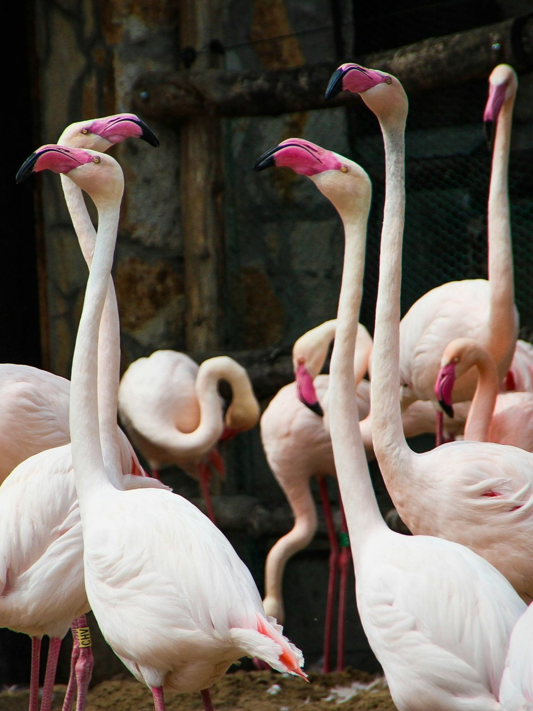8 Birds, which do not fly!