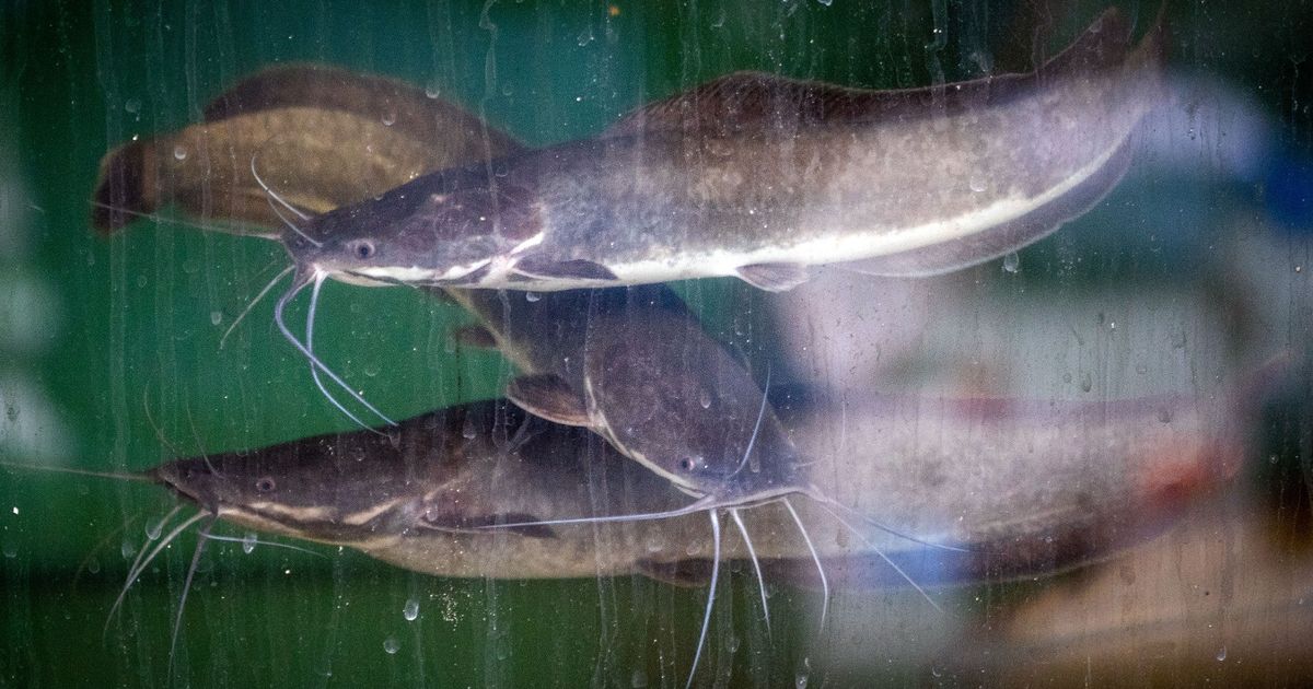 A potential antibiotic from the skin of catfish to treat stomach cramps