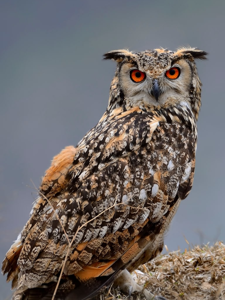 World’s 10 largest owls