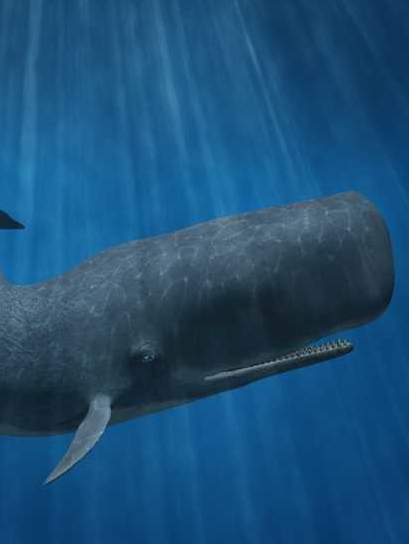 How did this name get from sperm whale?