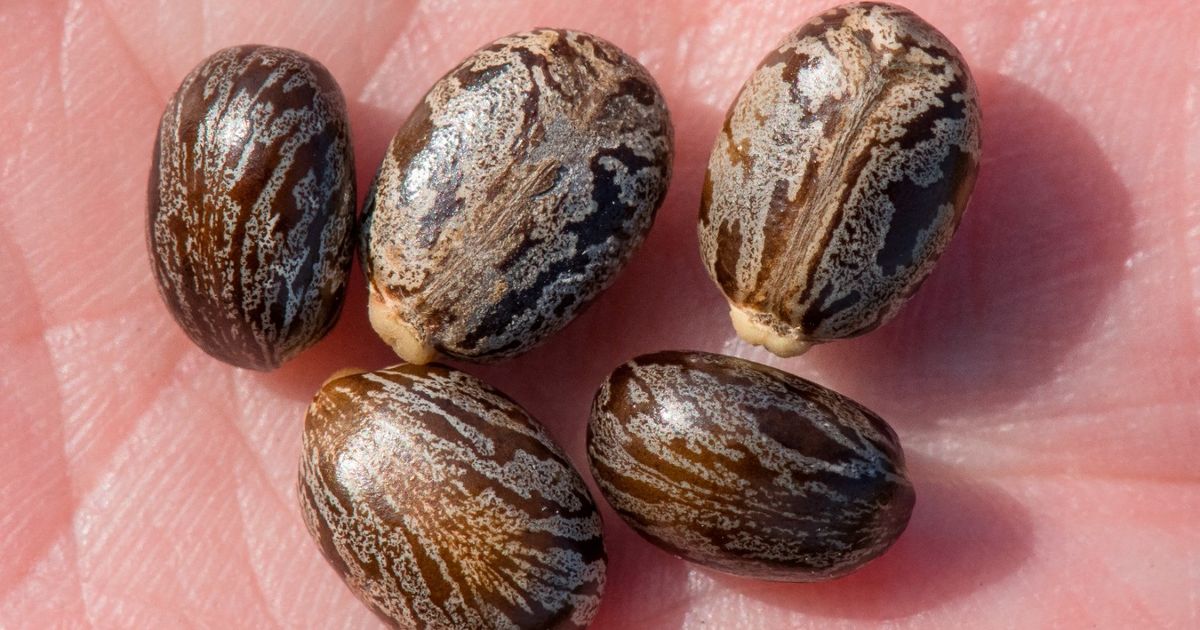 Parchin poisoning … symptoms and methods of prevention
