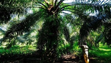 Equatorial regions, a profit mine for investors in commodity markets