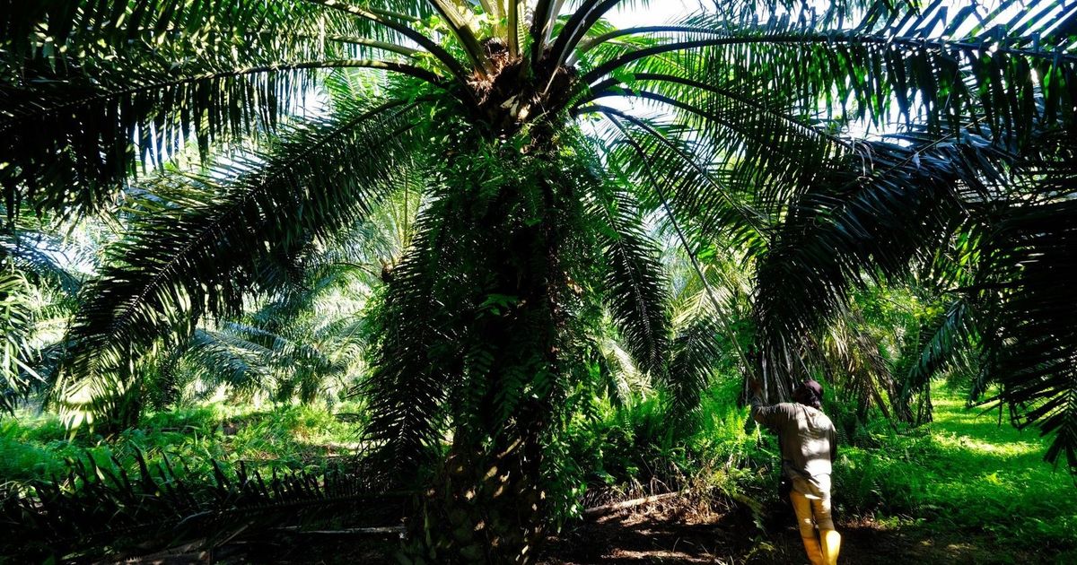Equatorial regions, a profit mine for investors in commodity markets