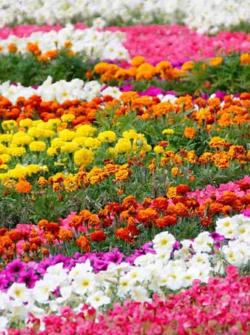 India’s top 10 states in flower production