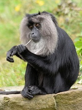 These animals are found in India only