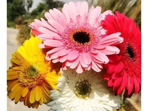 India’s largest flower market
