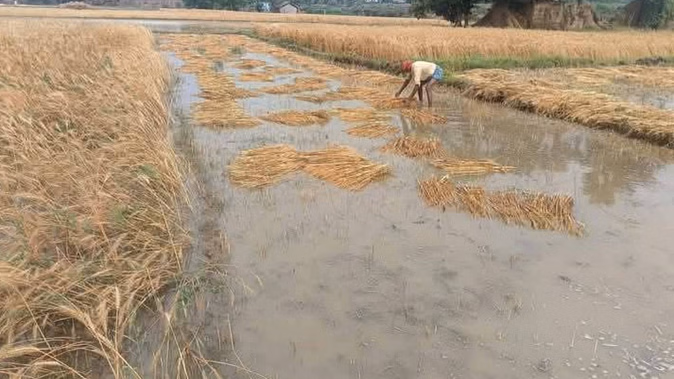 Wheat -producing farmers in worrying views of clouds