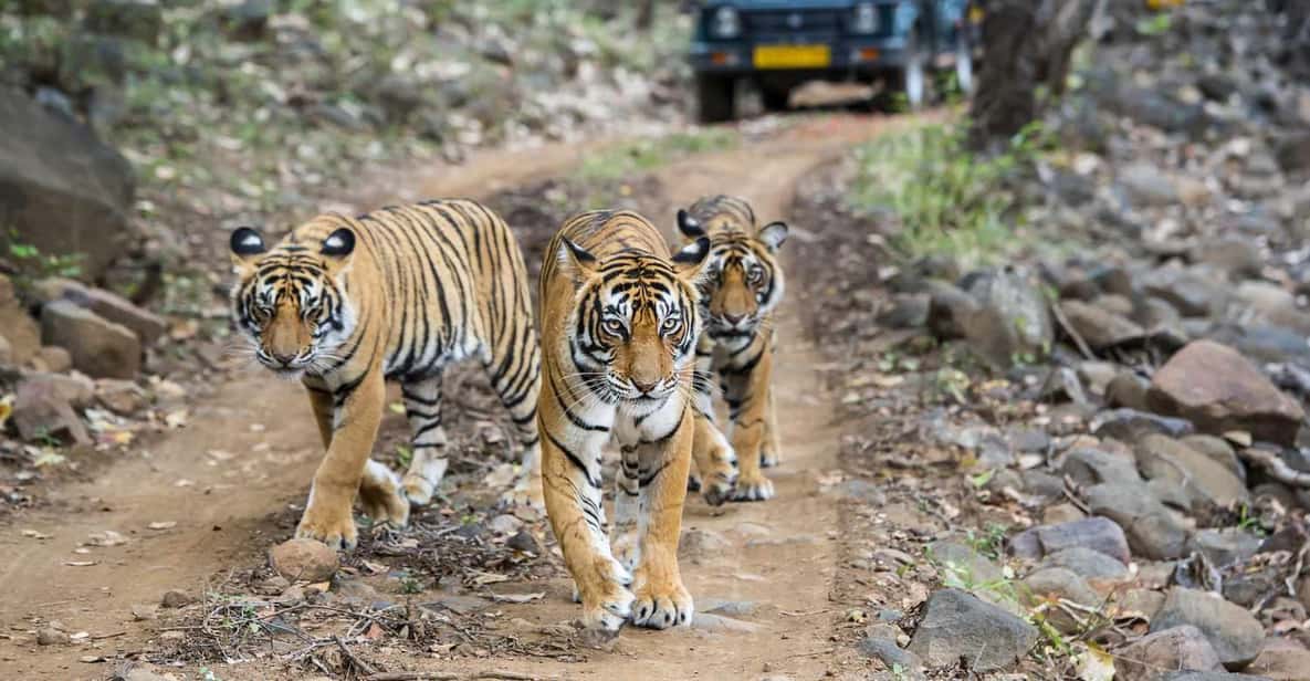 Must enjoy Wildlife Safari in the summer, then Sariska Tiger Reserve is the best location; You book the ticket in the video and watch the world of creatures in the video