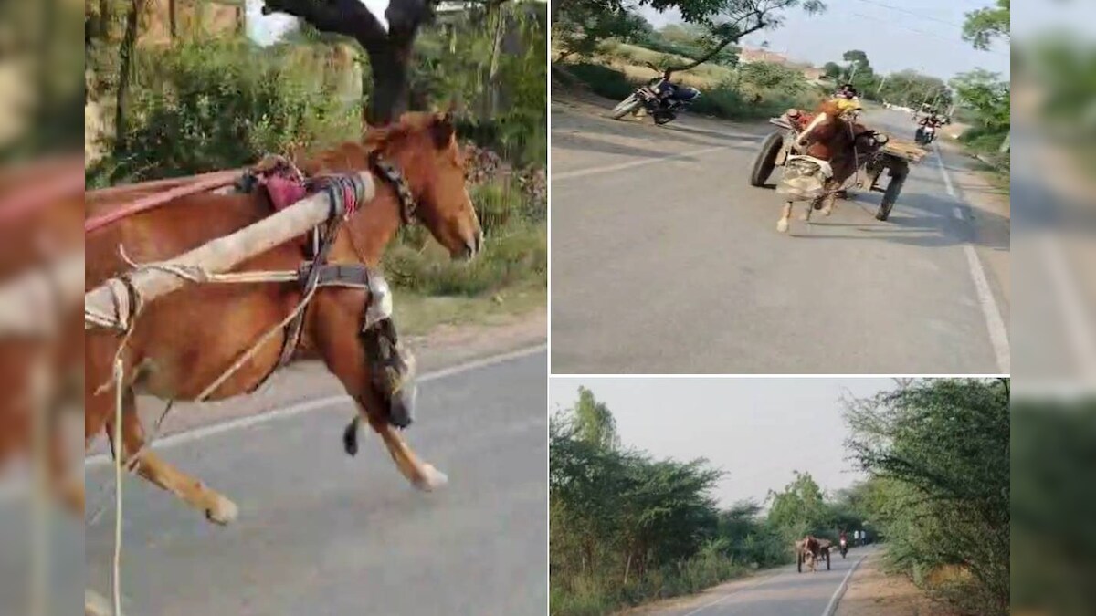 Viral video: A horse suddenly escaped with Tanga and left the owner, and then ….