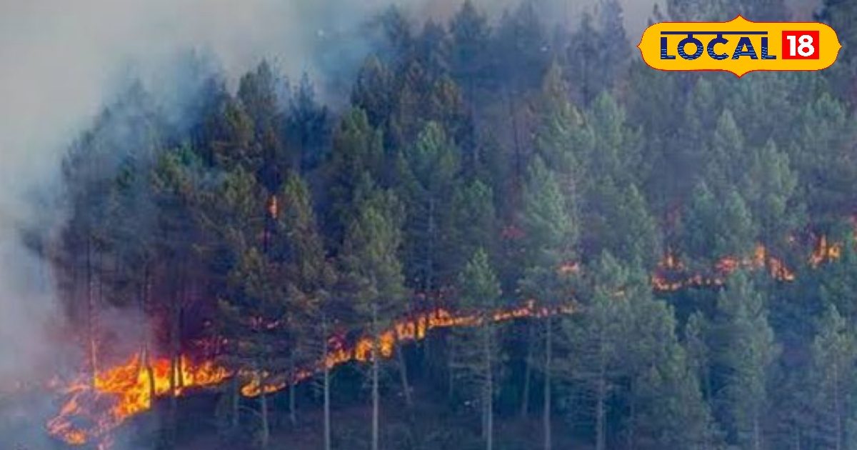 Fire burned in the forests of the market becomes thousands of trees and plants as; The reason is this tree