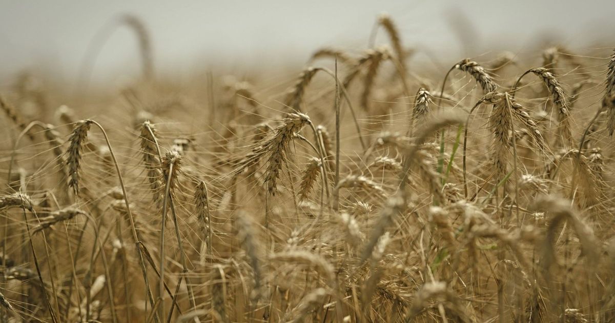 Egypt aims to increase its purchases of local wheat by 11% this season