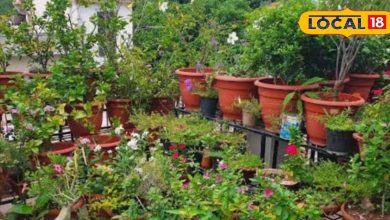 Plants are drying in summer, put this thing kept in the kitchen, branches will blossom – News18 Hindi – ryan