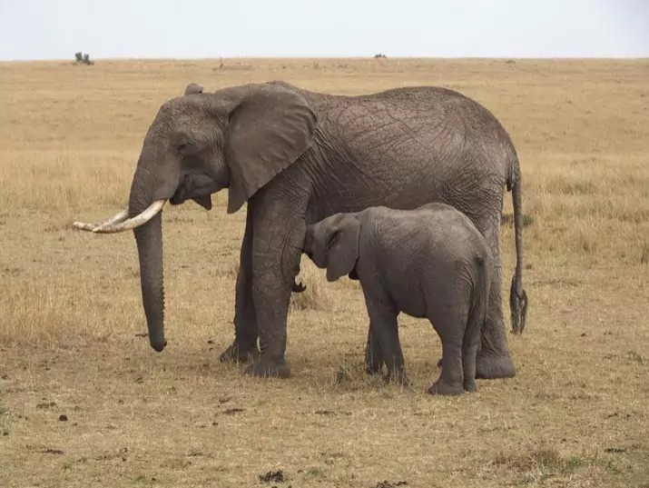 9 most dangerous mammals in the world