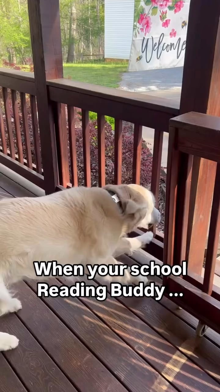 When your favorite human arrives – ryan
