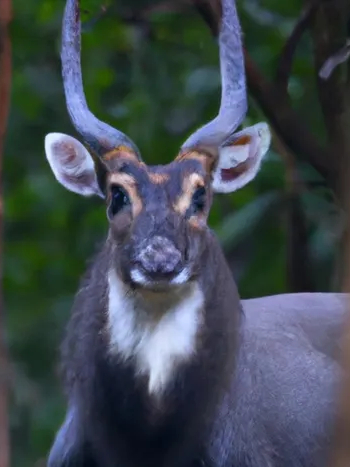 Deer -like buffalo family members
