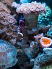 These ten creatures live more than 100 years