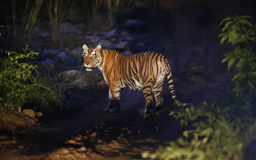 How did the Sariska Tiger Reserve become a safe house of Tigers in 1955? Know the story of history, forest and animals in viral documentary