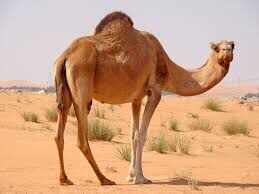 Alwar -Camel chewed the neck of the owner, 13 stitches: When the brother started screaming, the brother came and saved