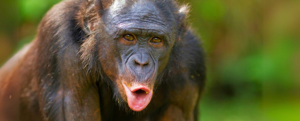 Bonobo Communication Reveals A Stunning Kinship to Human Speech: ScienceAlert – ryan