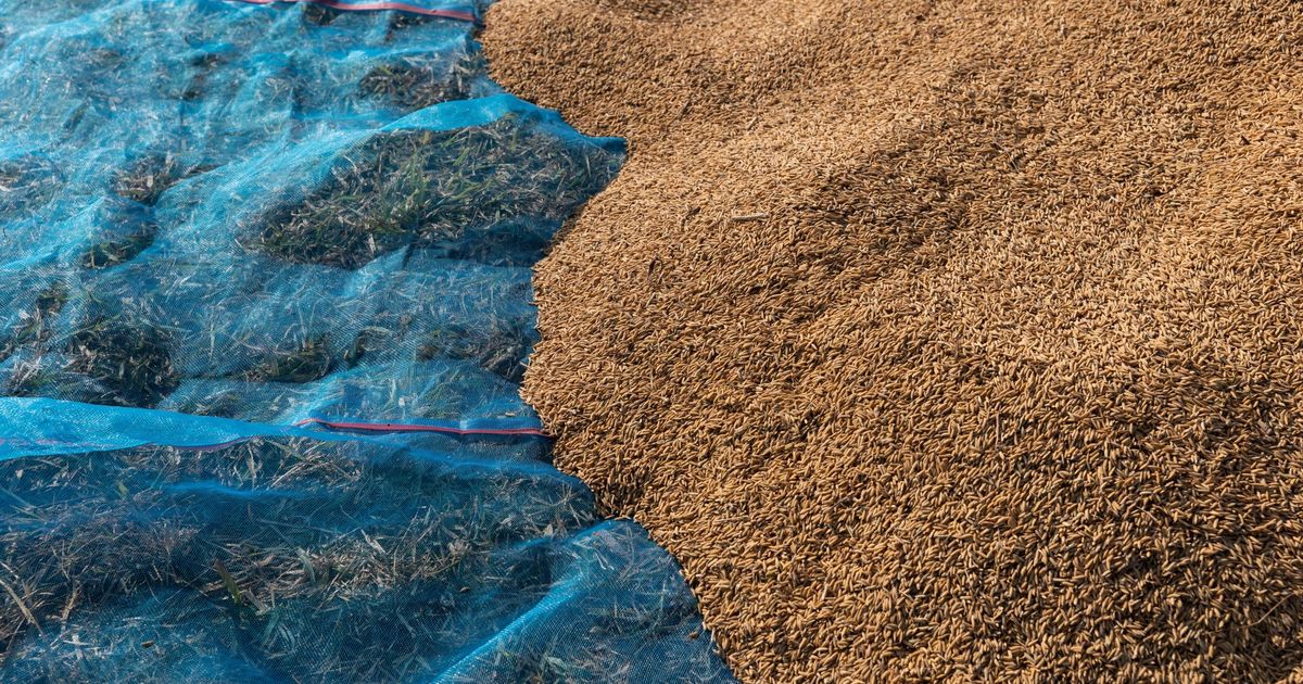 Artificial Intelligence -Revolution penetrates through the fields of small farmers
