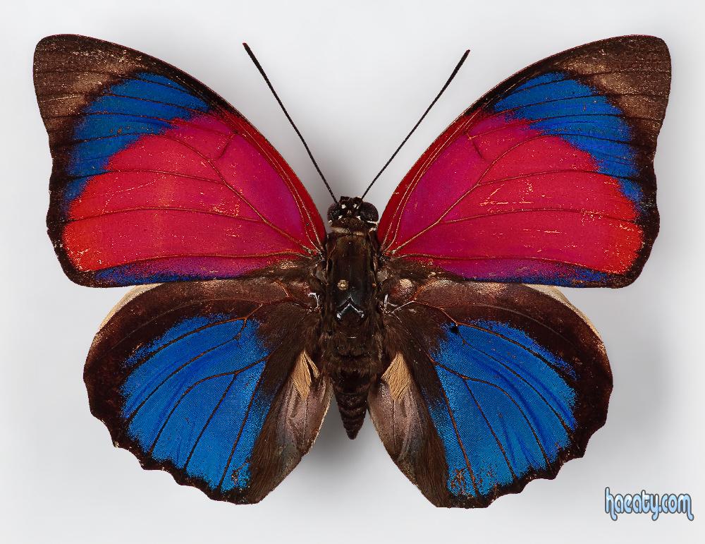 Butterfly pictures and information about it – ryan