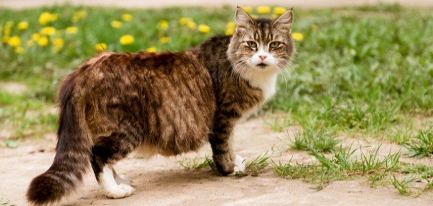 How long is the cats pregnancy? – ryan