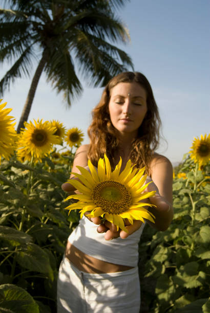 Sunflower flowers bloom with 10 tips