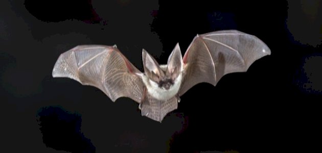 What is the bat – ryan