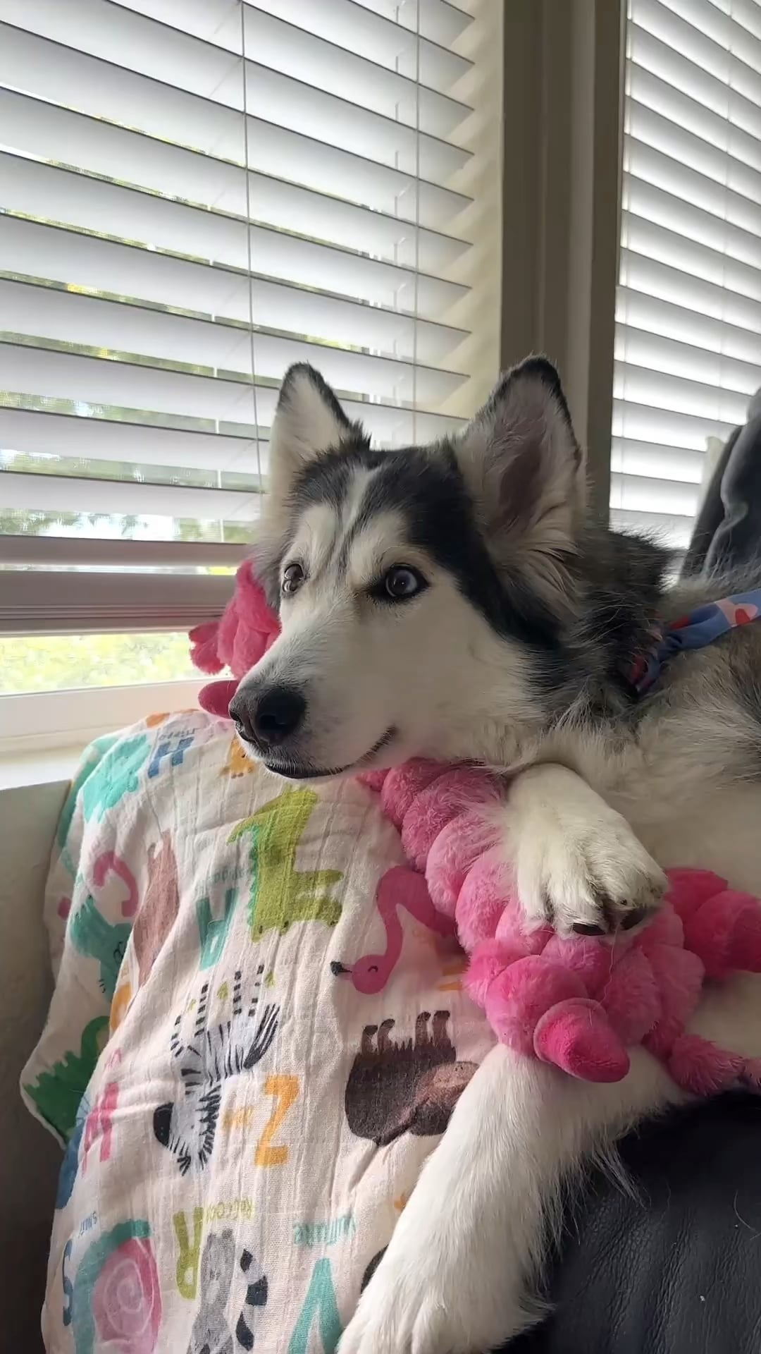 Penelopii Watches a Nature Documentary About Wolves .. (OC) – ryan
