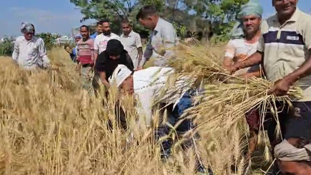 JAMMU: Baisakhi’s surge in areas along the international border, farmers celebrated celebrations