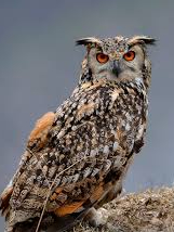 World’s largest owl