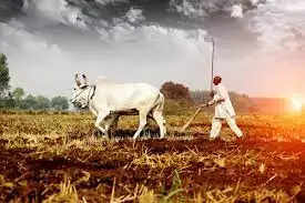 Jhansi problem farmers who guard the crops on the field