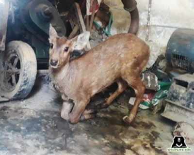 PRAYAGRAJ: 21 deer dead due to a stray dog ​​attack, the case filed against the security company