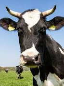 10 indigenous breeds of cows