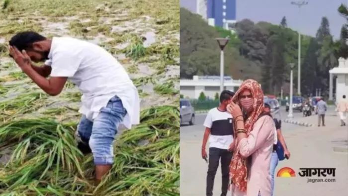 Punjab Weather: Again havoc in Punjab, rain and strong winds destroyed crops; The possibility of heat from April 16 – Again havoc in Punjab rains and strong winds have probably destroyed crops heatwave from April 16